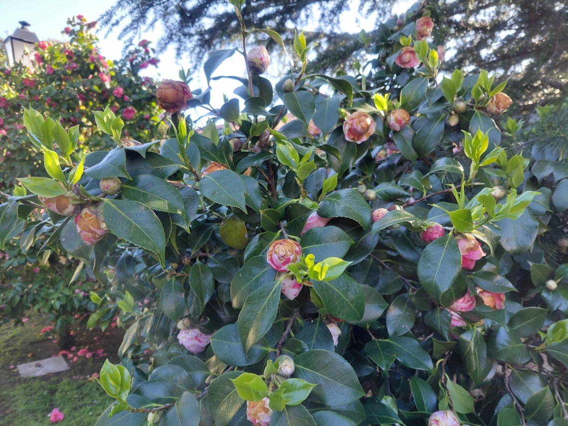 Brotación en Camelia Japónica
