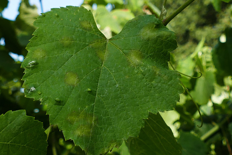 Manchas recentes en folla nova planta testemuna