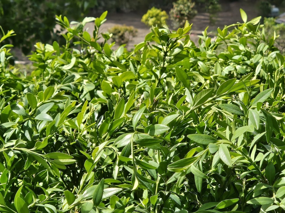 Buxo cos gromos en bo estado