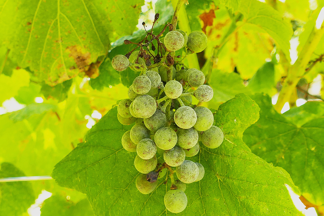 oidio de diferentes infeccións en acio testemuña