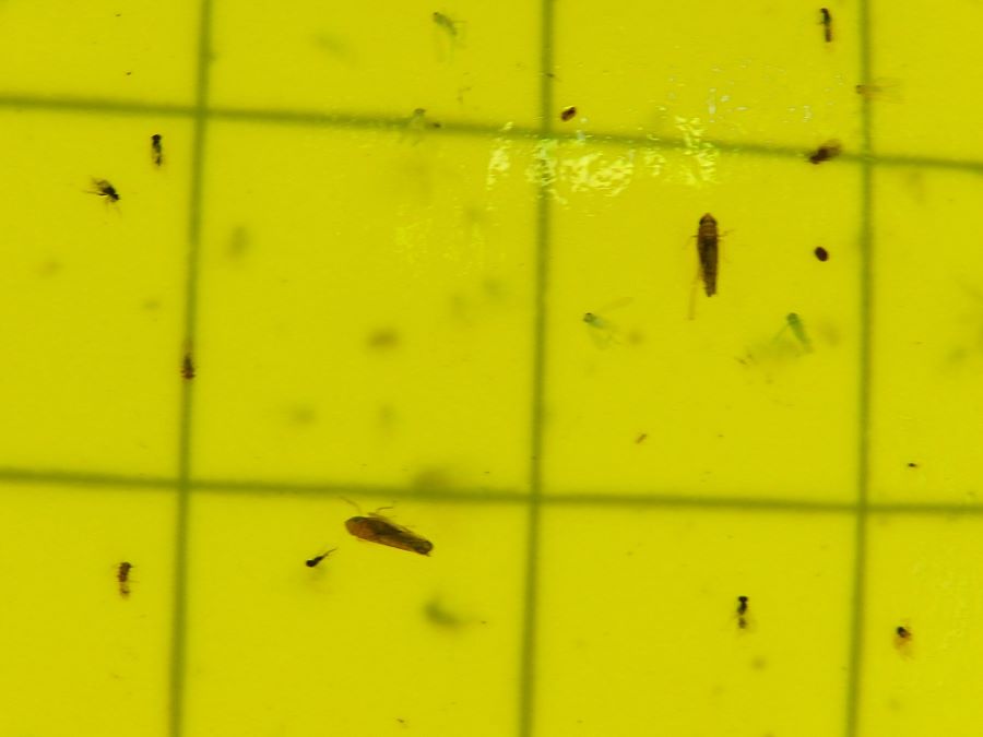  
		Areeiro vén de recoller tres exemplares do insecto Scaphoideus titanus, vector dunha grave enfermidade que pode levar á morte das vides
	