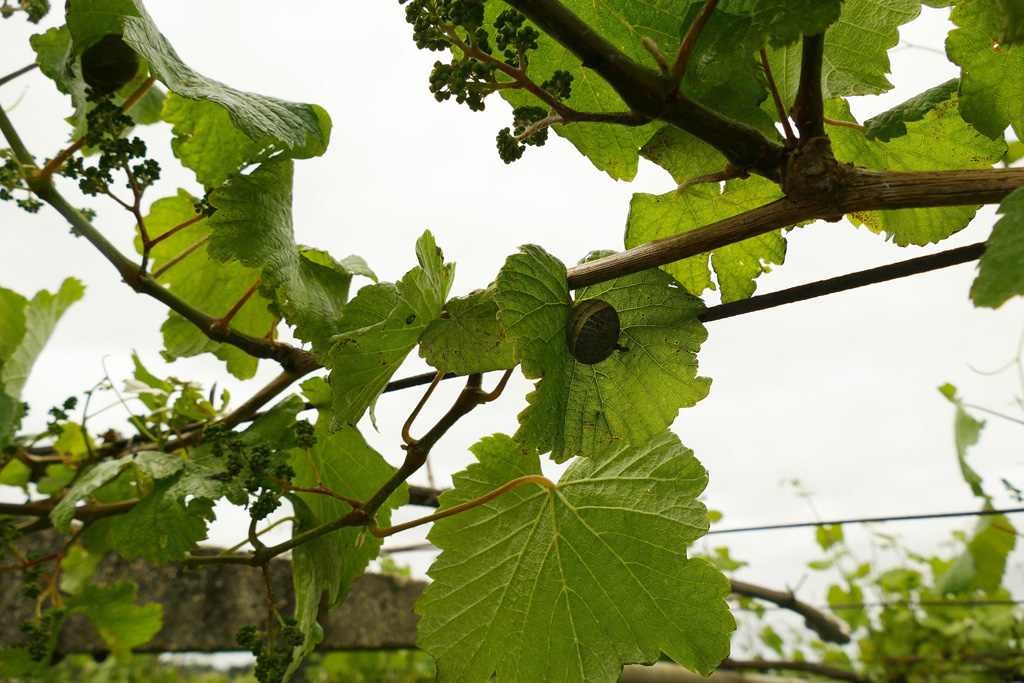  
		Areeiro recomenda renovar o tratamento nas viñas ante as condicións favorables ás infeccións por mildio
	