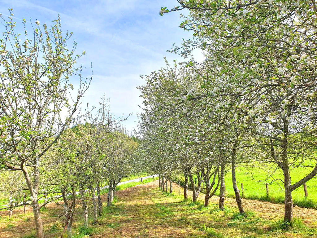  
		A Deputación e a asociación maceira e sidra da  Estrada avanzan na promoción da Ruta da Sidra de Tabeirós-Terra de Montes como atractivo turístico provincial
	