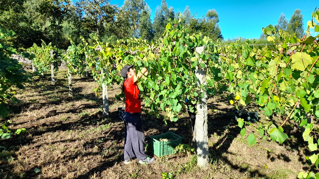  
		A vendima na finca do Castelo de Soutomaior desborda as previsións iniciais coa recollida dun total de 18.651 quilos de uva
	