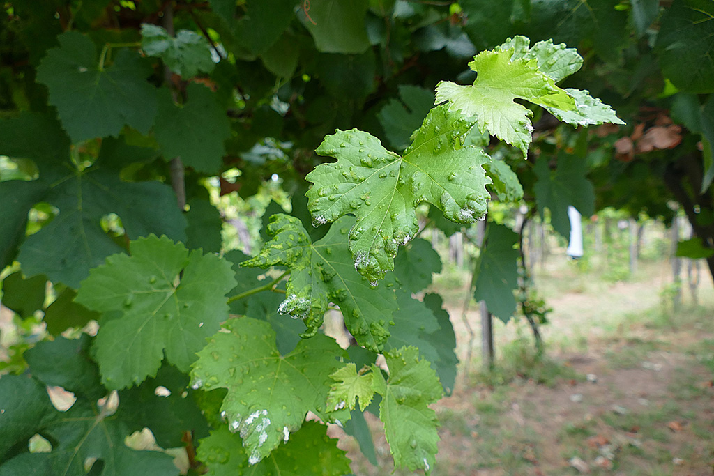  
		Areeiro informa de que a uva chega en bo estado á vendima grazas ás condicións meteorolóxicas do verán
	