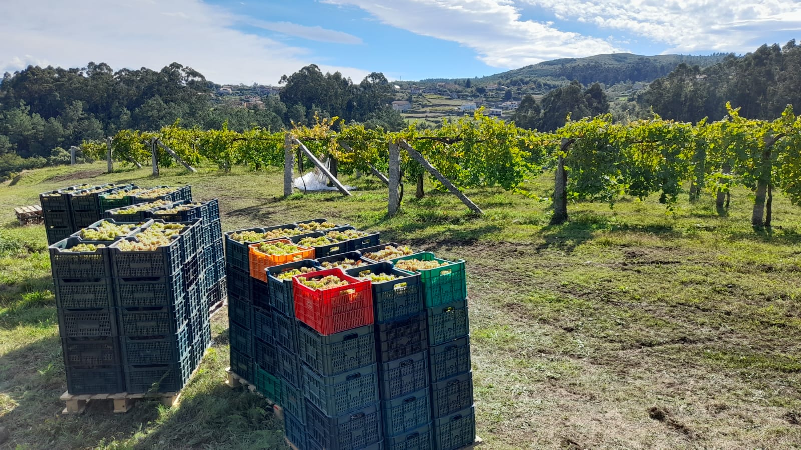  
		Recollidos preto de 17.000 quilos de uva na vendima dos viñedos do castelo de Soutomaior
	