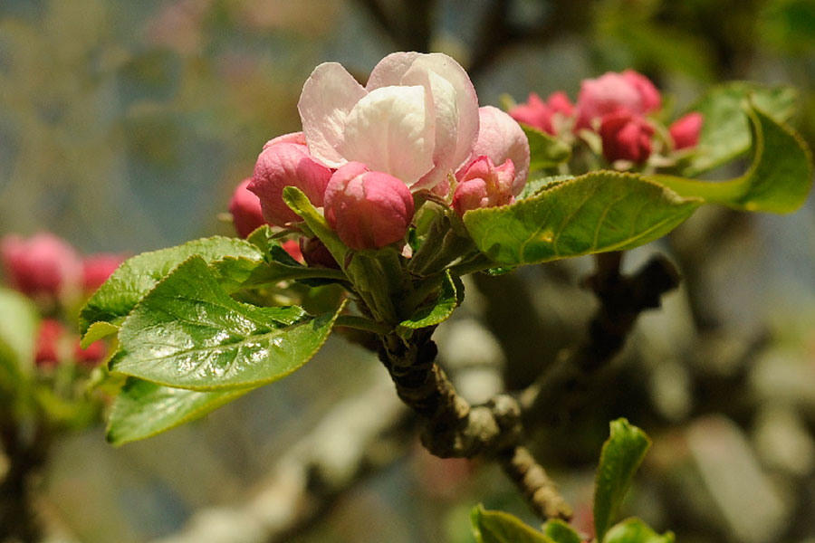  
		Esgotadas en dous días as prazas das catro rutas que organiza a Deputación ás “Maceiras en flor”
	