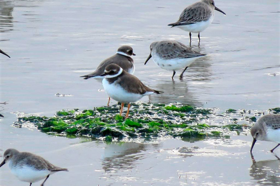 Desembocadura del río Lérez e Intermareal Combarro-Lourido (Pontevedra y Poio)