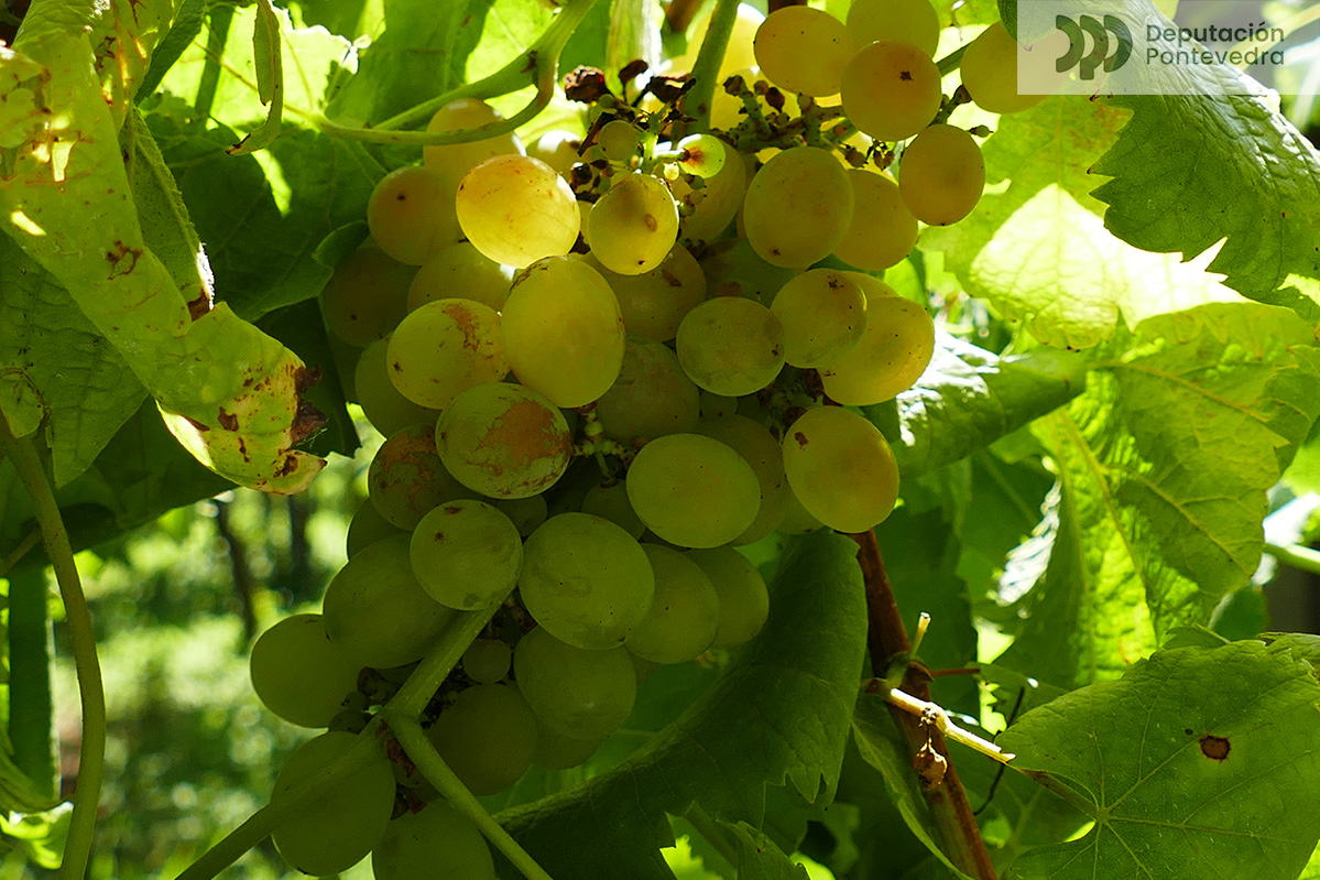 Aviso Fitosanitario 30-08-2024