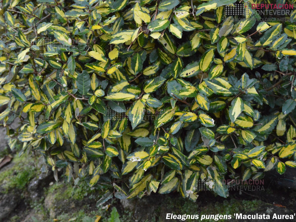 elaeagnus-pungens-maculata-aurea