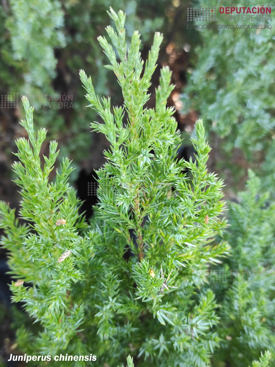 juniperus-chinensis
