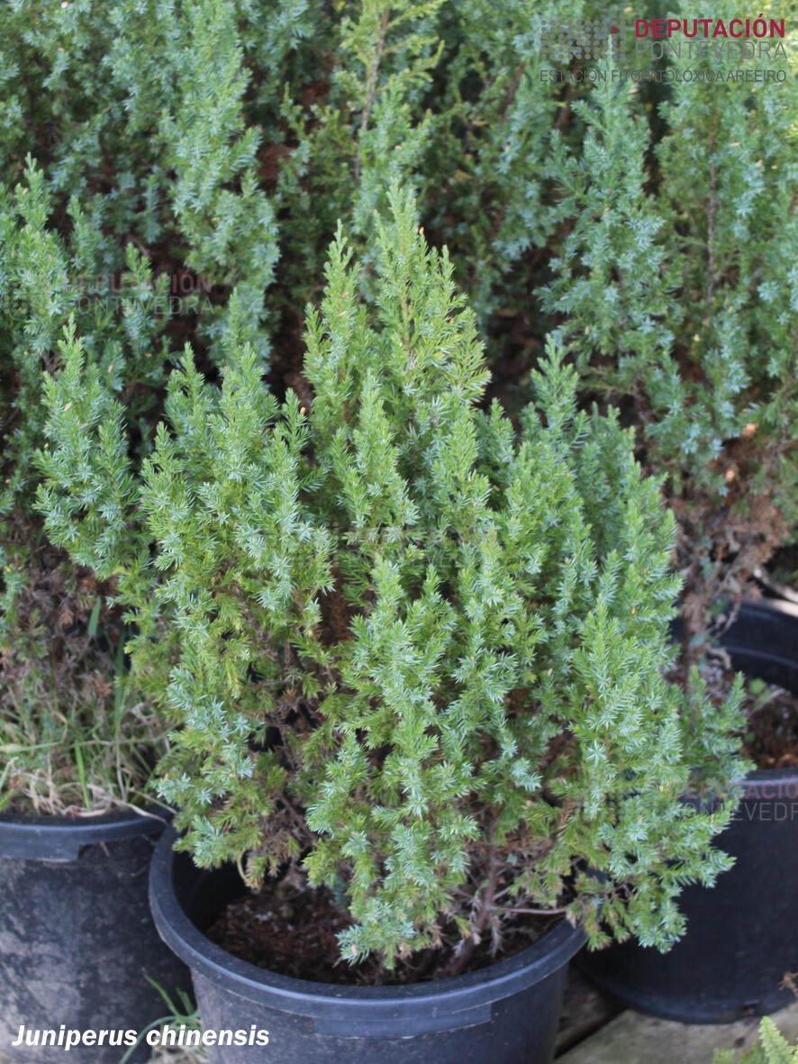 juniperus-chinensis