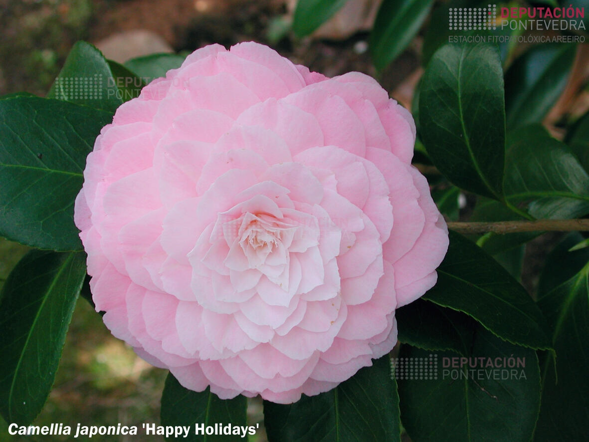 c-japonica-happy-holidays