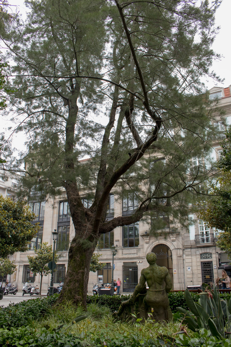 CASUARINAS de la Alameda de la plaza de Compostela