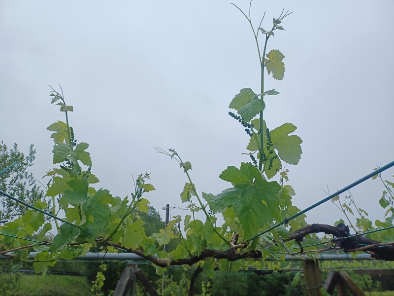 Boa lonxitude do pampo e superficie foliar