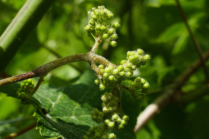 Acio con fructificación de mildio