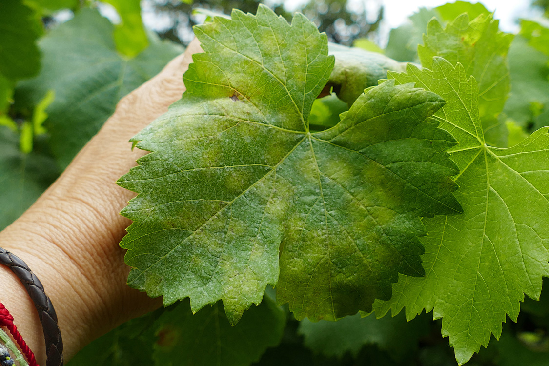 Abundantes manchas novas folla treixadura O Rosal