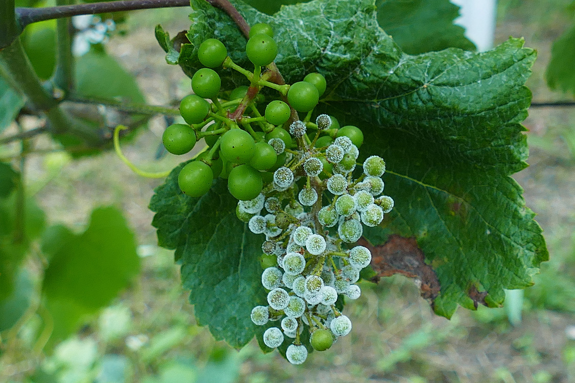 Frutificación de mildio