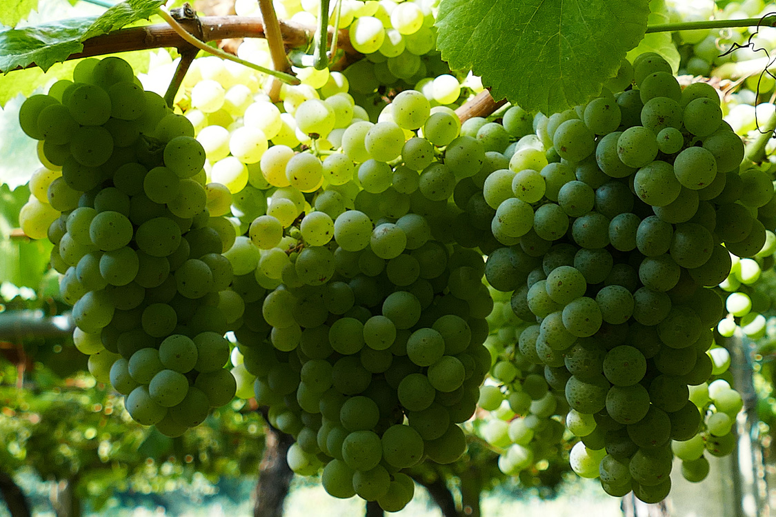 Aviso fitosanitario 22-08-2025