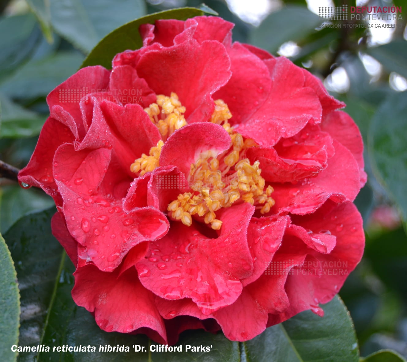 Camellia reticulata Lindl.