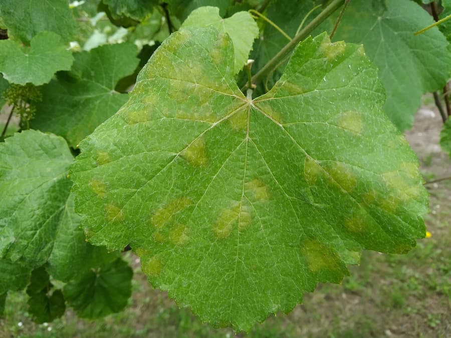 Manchas en folla de planta testemuña