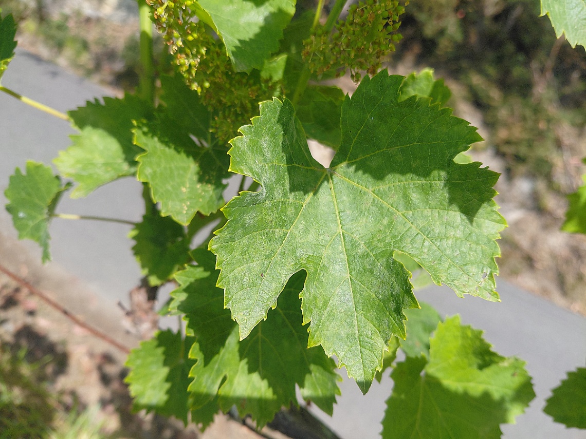 A Deputación aconsella manter a vixilancia das viñas e controlar as cubertas vexetais para garantir a sanidade das vides