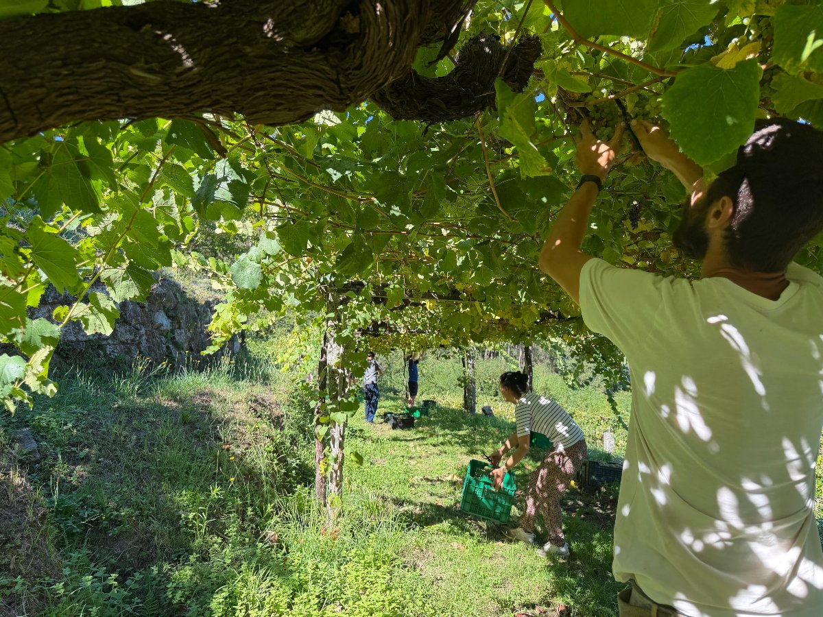 A Deputación remata a vendima dos viñedos do Castelo de Soutomaior con máis de 14.000 quilos de uva recollidos