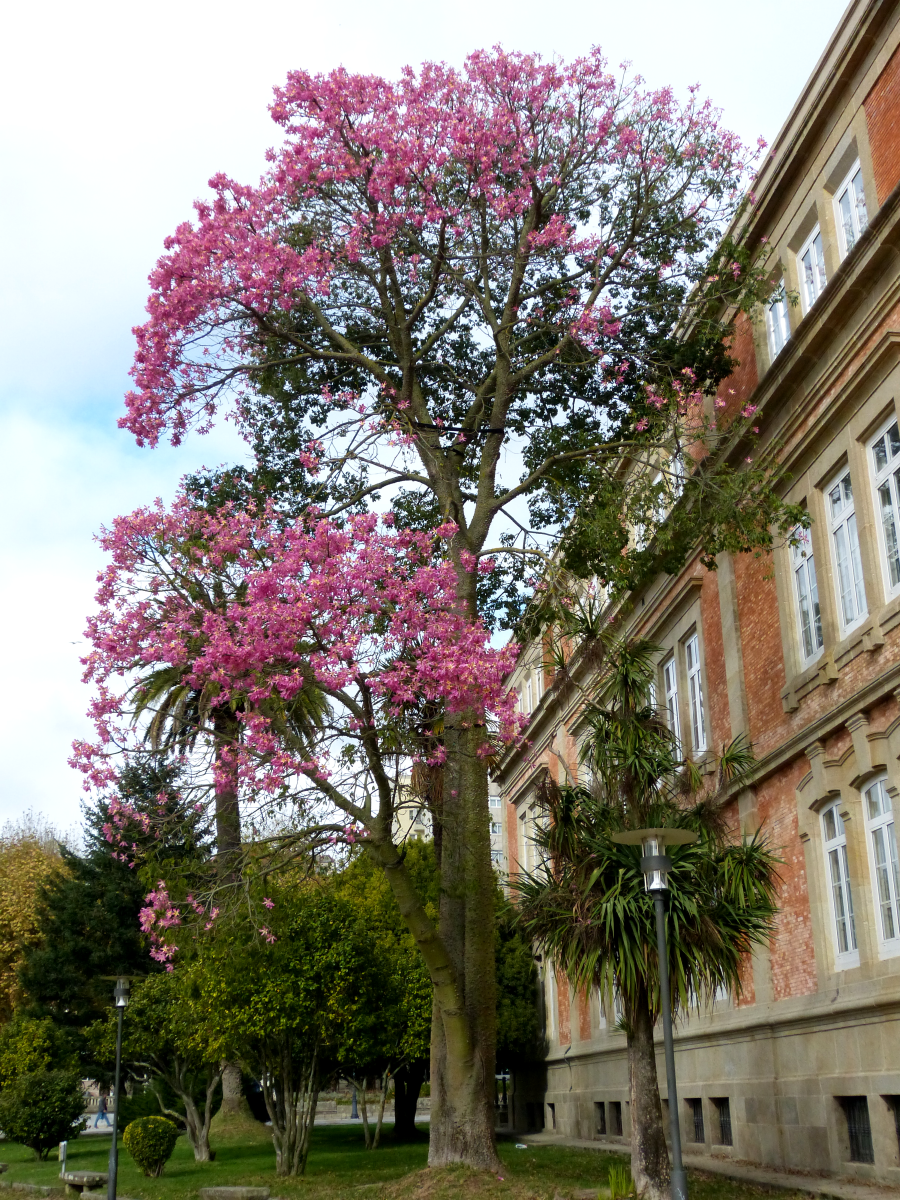 Paineira rosa da alameda de Pontevedra