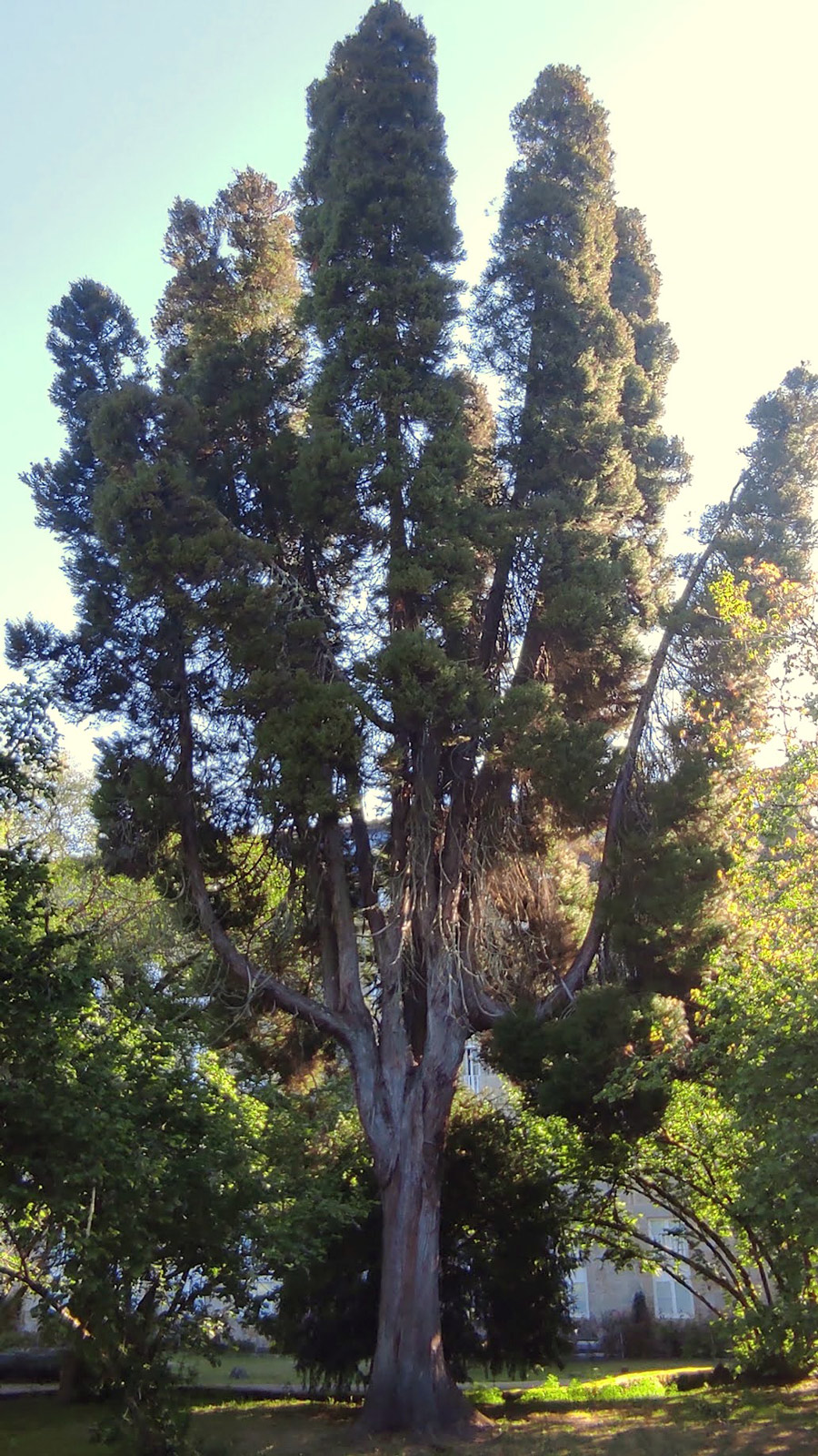 Criptomeria elegante ou cedro xaponés do xardín histórico de Mondariz-Balneario
