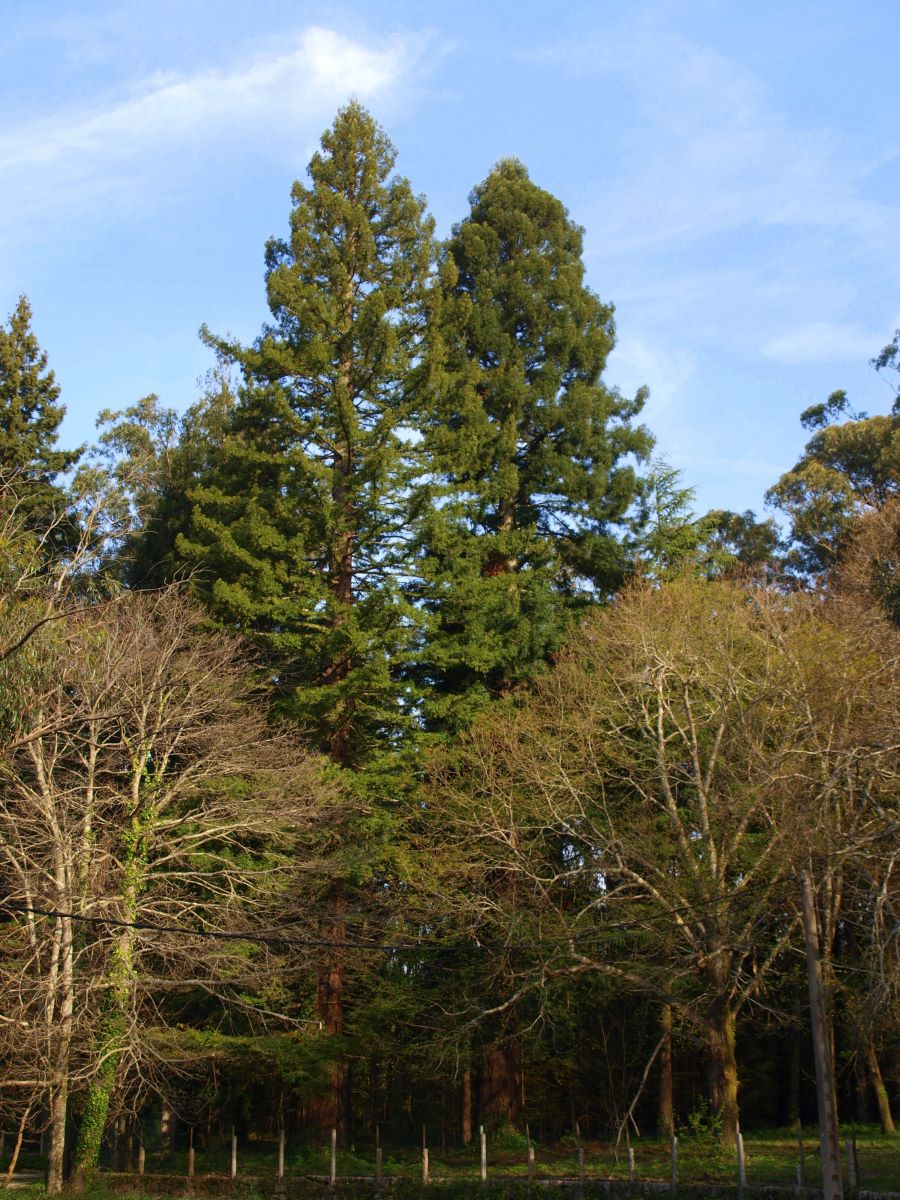 Sequoias de Massó
