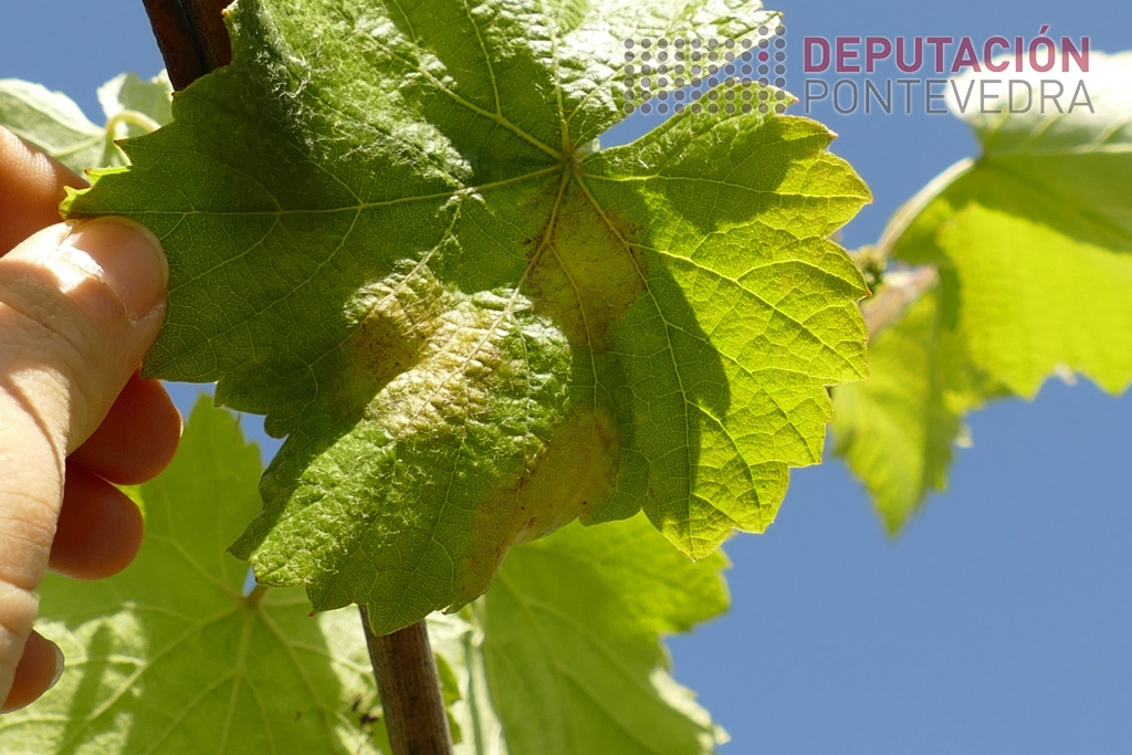 Aviso Fitosanitario 21-04-2023