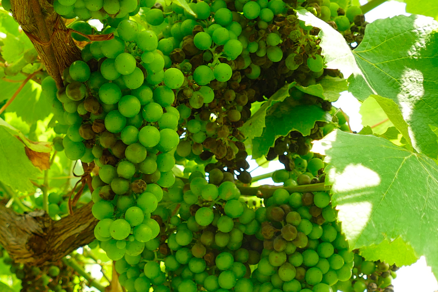 20230628_Algunhas viñas forte ataque de mildio larvado 20230628_Algunhas viñas forte ataque de mildio larvado