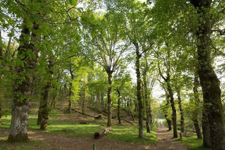 Bosques Terapéuticos. O Lago de Castiñeiras e a Carballeira de San Xusto Bosques Terapéuticos. O Lago de Castiñeiras e a Carballeira de San Xusto