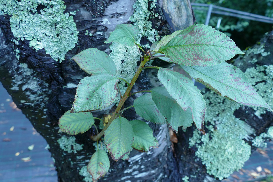 Cor prateada en gromo de arbore con mal do chumbo