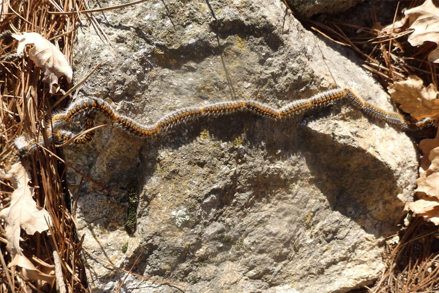 As primeiras procesionarias