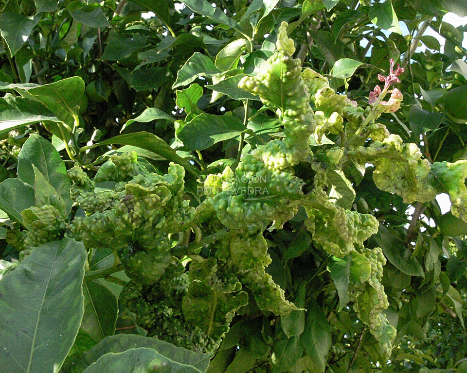 O insecto “Trioza erytreae”