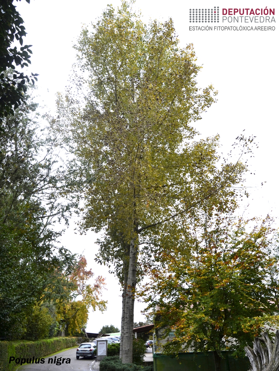 populus-nigra