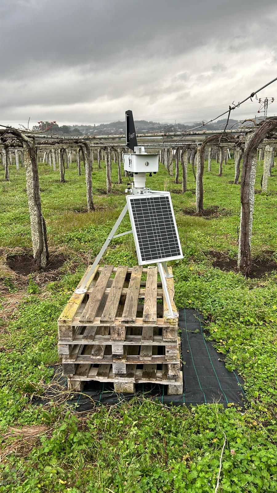 Primeiro aviso fitosanitario 2024