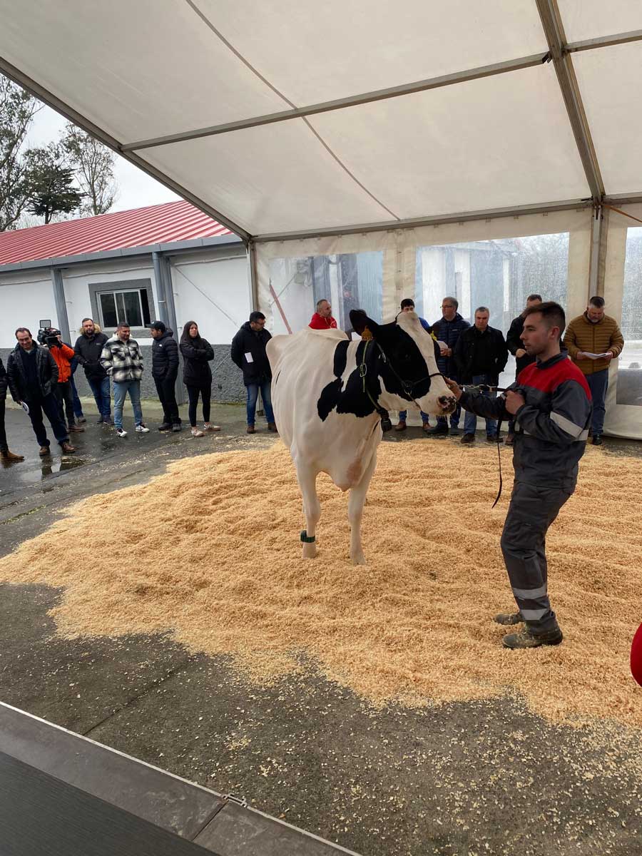 Poxa de gando vacún en Mouriscade