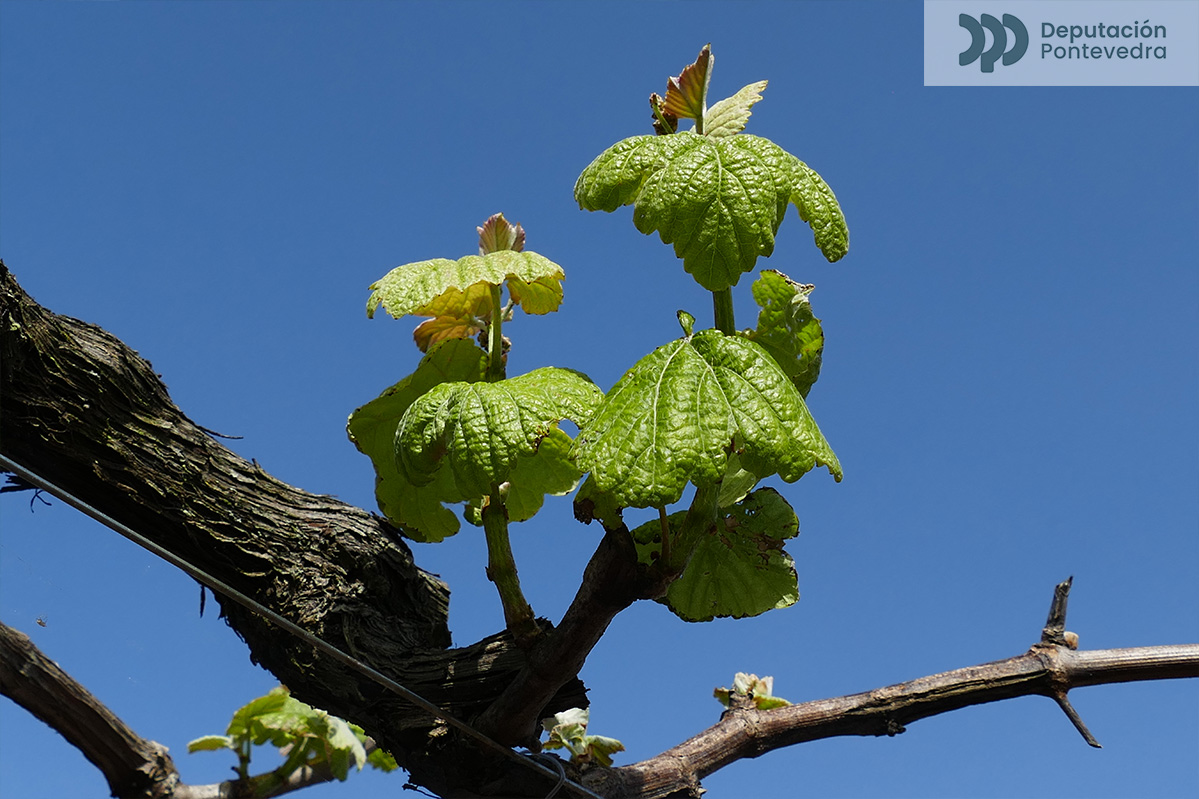 Aviso fitosanitario 12-04-2024