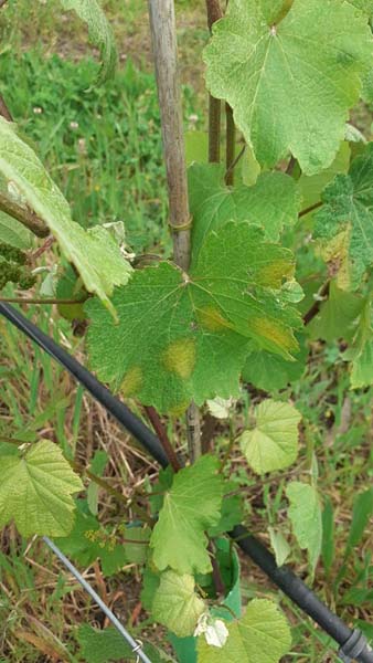 Fotos aviso fitosanitario