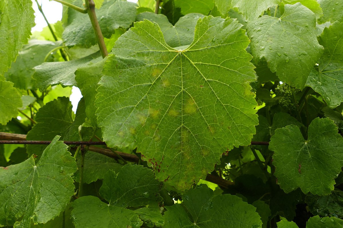 Picnidios ben visibles en macha black rot