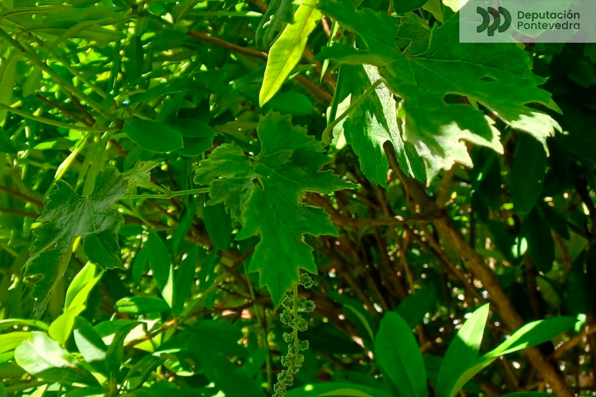 Acio e folla de viña con sintomas oidio