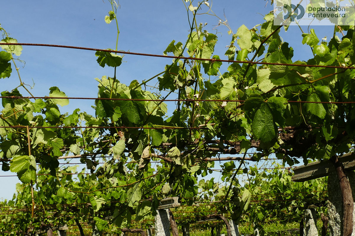 Brotes partidos polo vento