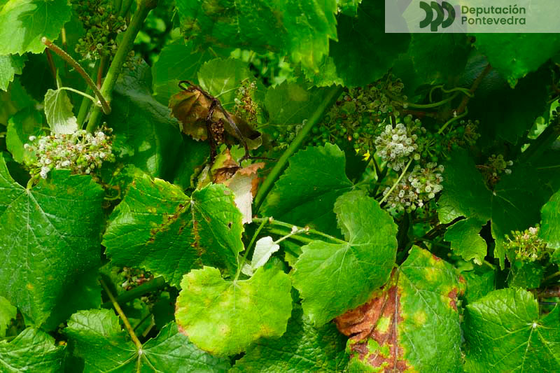 Aviso fitosanitario 06-06-2024