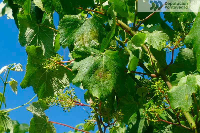 Aviso fitosanitario 06-06-2024