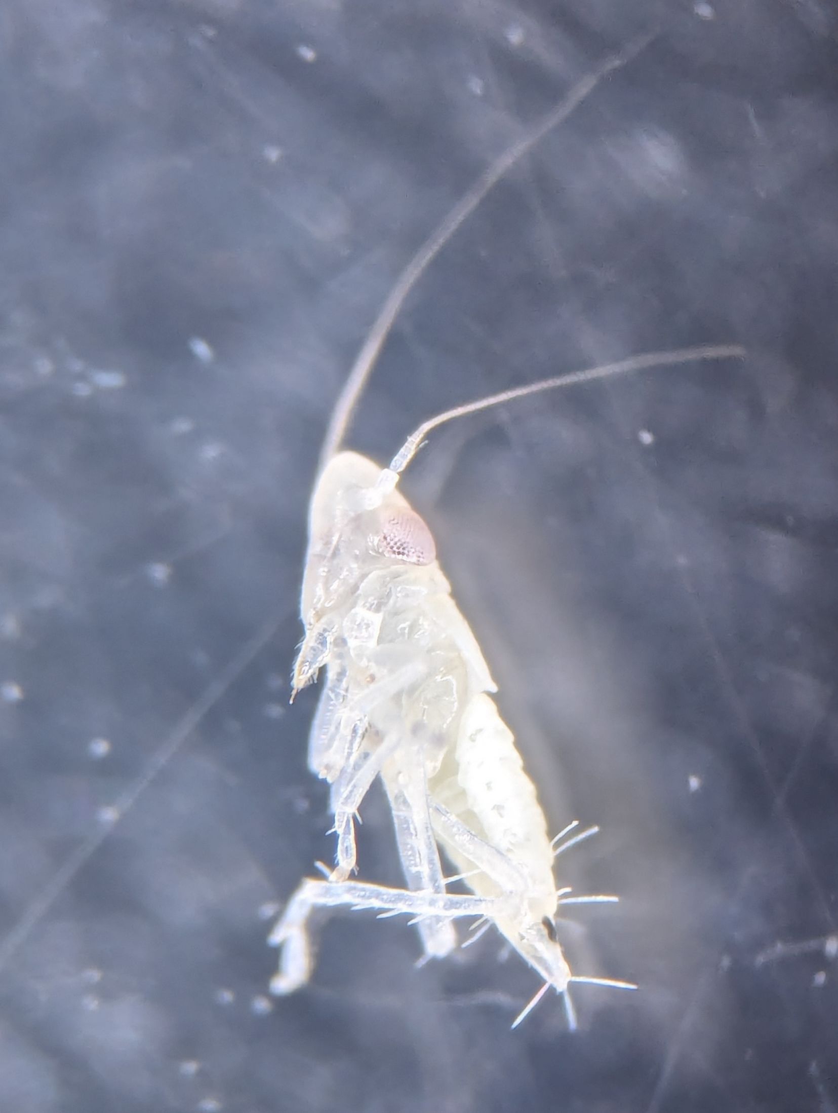 ninga nova de Scaphoideus titanus