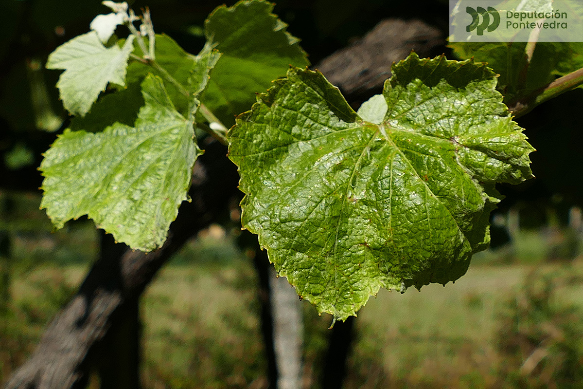 Síntoma da acariose en folla nova